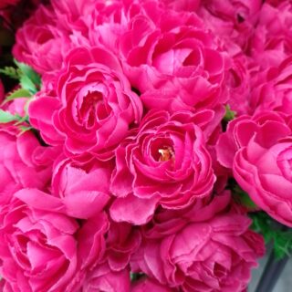 ROSAS DE 18 IDON